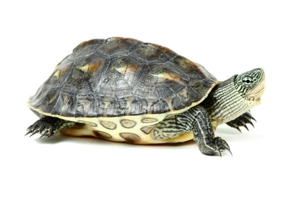 Testoasa chinezeasca cu gat dungat